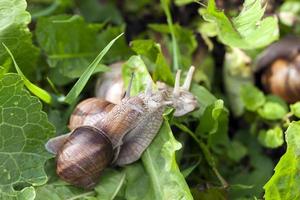 snail, close up photo