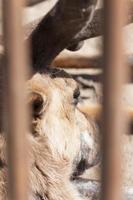 reindeer close up photo