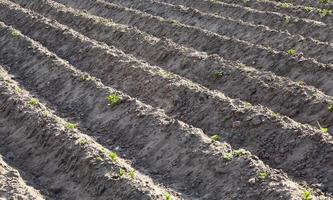 Plowed agricultural field photo