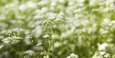 Blooming in summer white flower photo