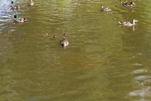 Mama duck with ducklings photo