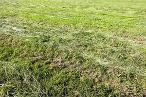 meadow with striped photo