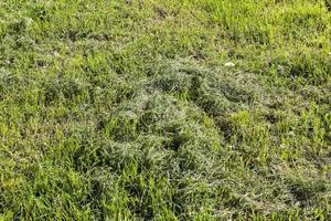 Field , closeup photo