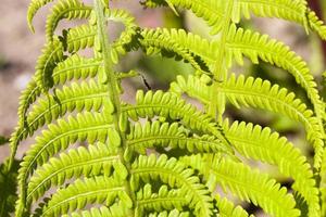 leaf of fern photo