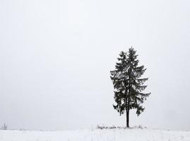 un abeto cubierto de nieve foto