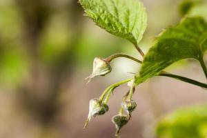 closed buds of raspberry photo