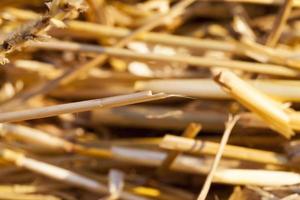 pile of straw photo