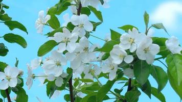 Beautiful flowers on the apple tree in nature video