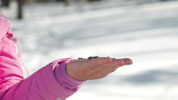 Small titmouse bird in women's hand eat seeds, winter video