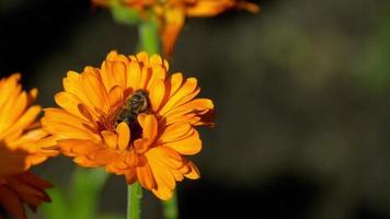 abeja en una caléndula naranja, flores de caléndula officinalis video