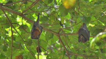 Three Lyle's flying fox Pteropus lylei hangs on a tree branch video