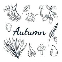 Cute autumn set of scribbles of cozy autumn with rowan, mushrooms, leaves, pear, wheat, acorns, reeds. vector