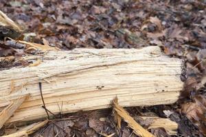 Old broken trunk photo