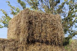 square stack of straw photo