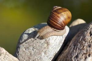 grape snail crawling on its territory photo