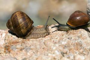 grape snail crawling on its territory photo