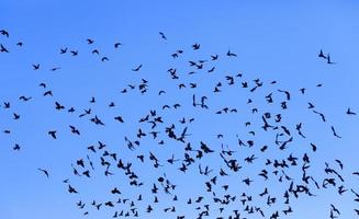 una gran cantidad de aves foto