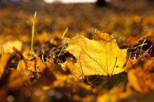 deciduous oak trees in the forest or in the Park photo