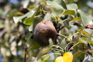 rotten pear on the tree photo