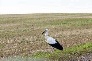 bird on the field photo