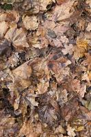 fallen leaves on the ground photo