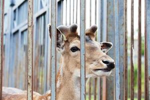 animales en el zoológico foto