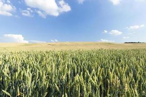 green immature cereals photo