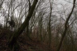 Maple forest in autumn photo