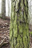 trees in autumn forest photo