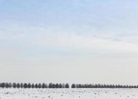 bare deciduous trees photo