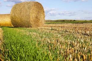 stacks of straw photo