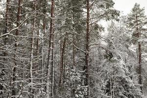 forest in winter photo