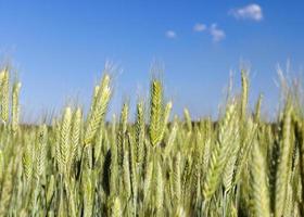 Field with cereal photo