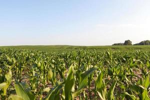 green leaves of corn photo