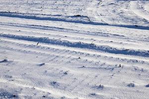 ventisqueros en invierno foto