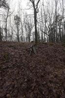 bosque en otoño foto