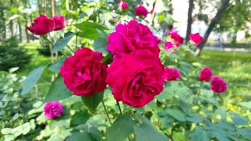 roses rouges dans le jardin titubant dans le vent video