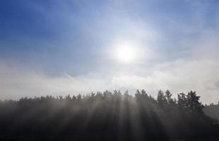 Trees in the fog photo