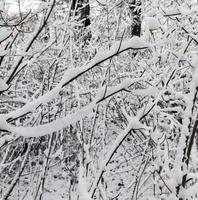 Trees under the snow photo