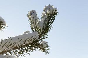 Pine trees in snow photo