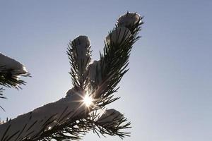 Pine trees in snow photo