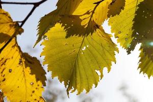 the yellowed foliage photo