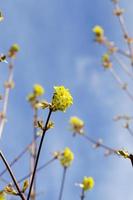 flowering maple, close up photo