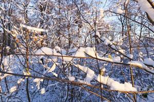 árboles en la nieve foto