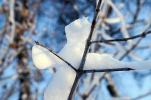 young forest in winter photo