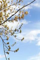 flowering maple tree photo