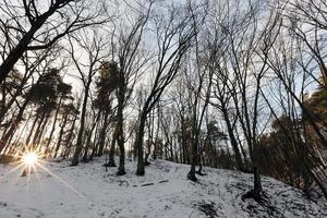 árboles de hoja caduca en invierno foto