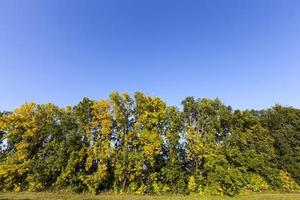 deciduous oak trees in the forest or in the Park photo