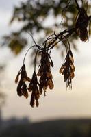 árboles de hoja caduca en la temporada de otoño foto