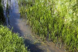 dirty water in a lake or river photo